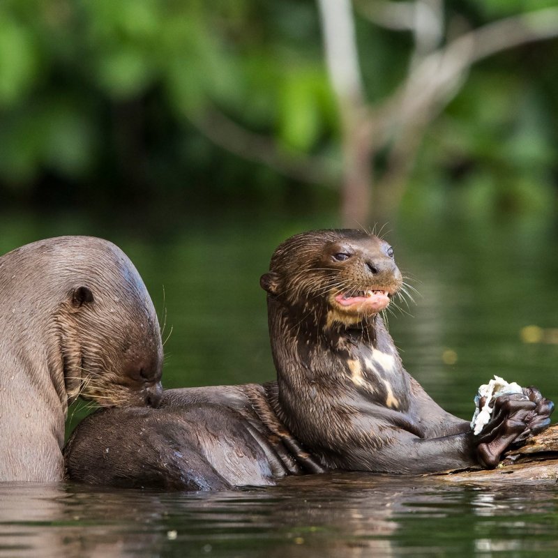 Amazon Tours Peru