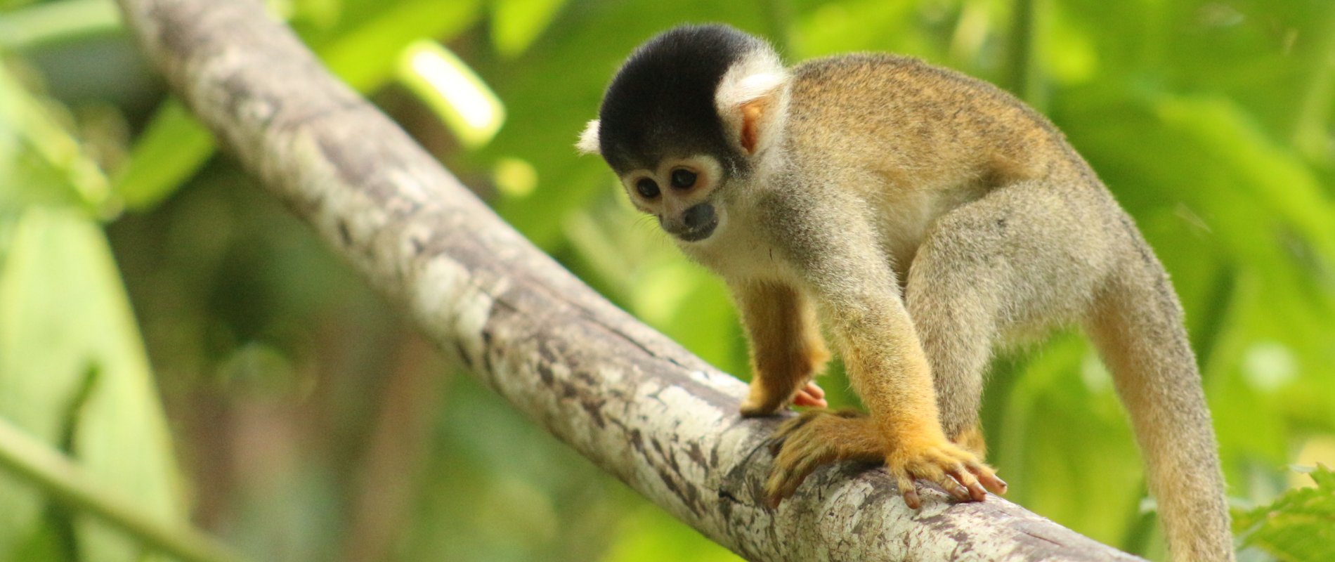 Amazon Tours Peru