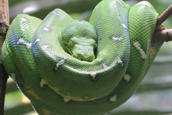 Ayahuasca Therapy