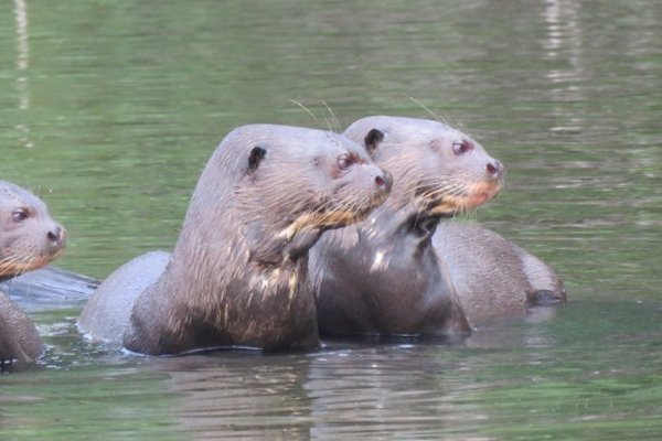Manu Reserve Zone Tours