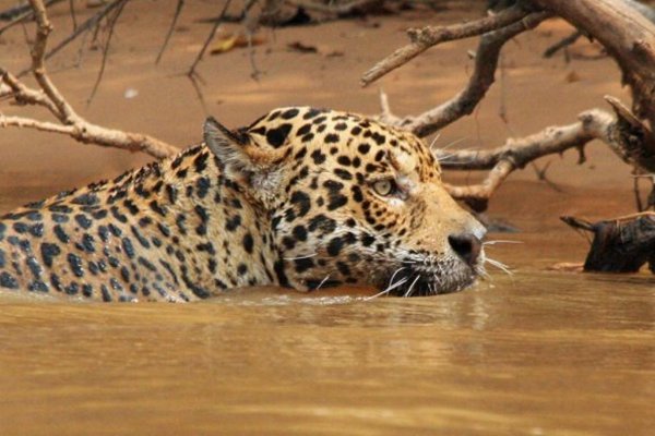 Manu Reserve Zone Tours