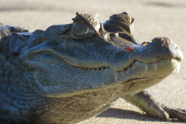 Manu Reserve Zone Tours