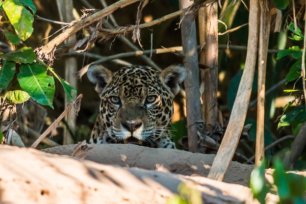 Manu Reserve Tour