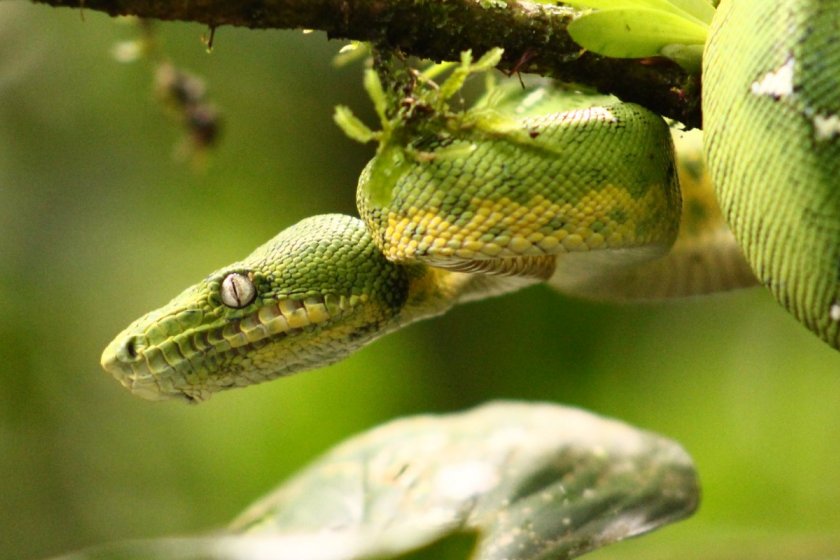Manu National Park 4 days tour Top Offers 2026