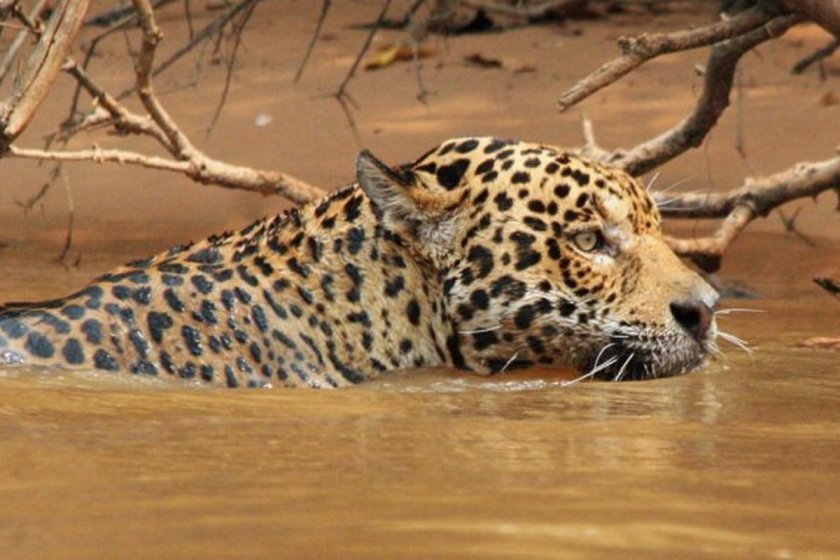 Manu National Park 4 days tour Top Offers 2026