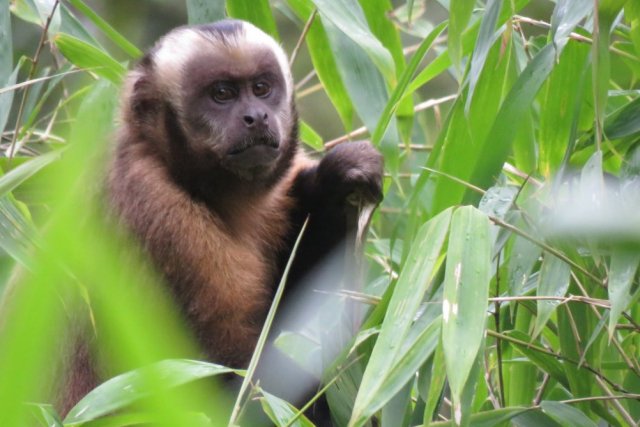 Manu National Park 4 Days Tour