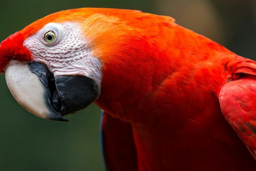 Manu National Park 4 days tour Top Offers 2026