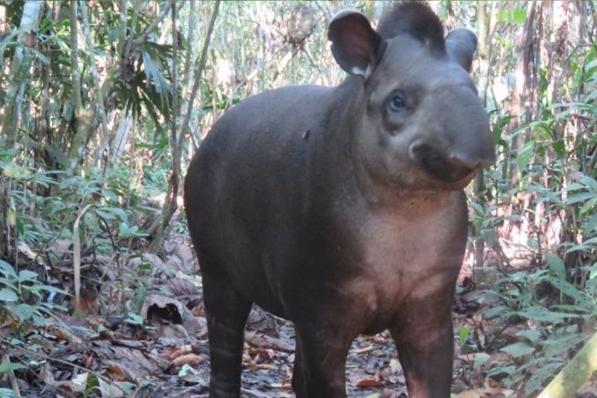 Manu National Park 4 days tour Top Offers 2026