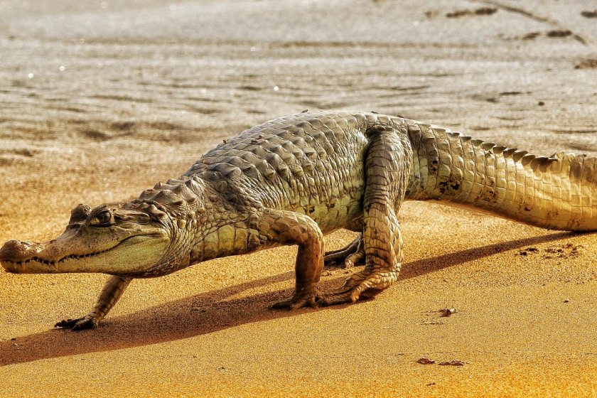Manu National Park 4 days tour Top Offers 2026