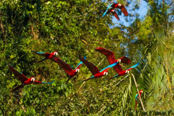Birds of Manu