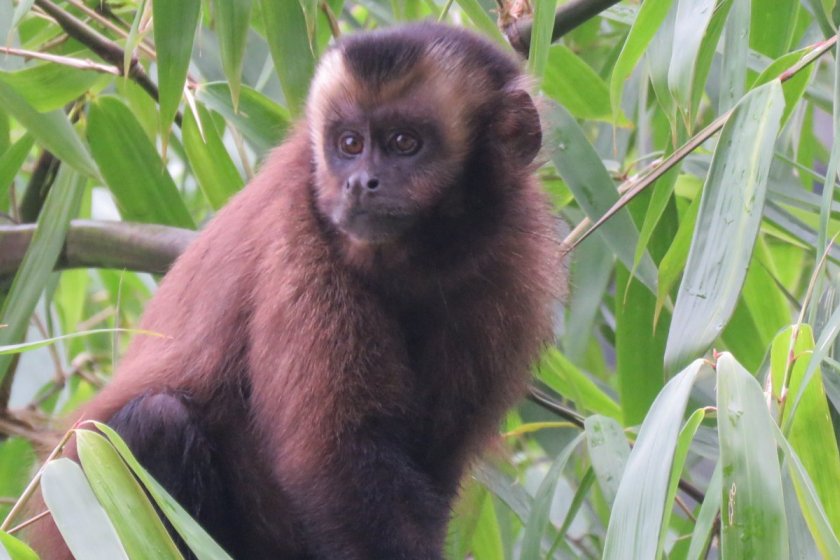 Manu National Park 4 days tour Top Offers 2026